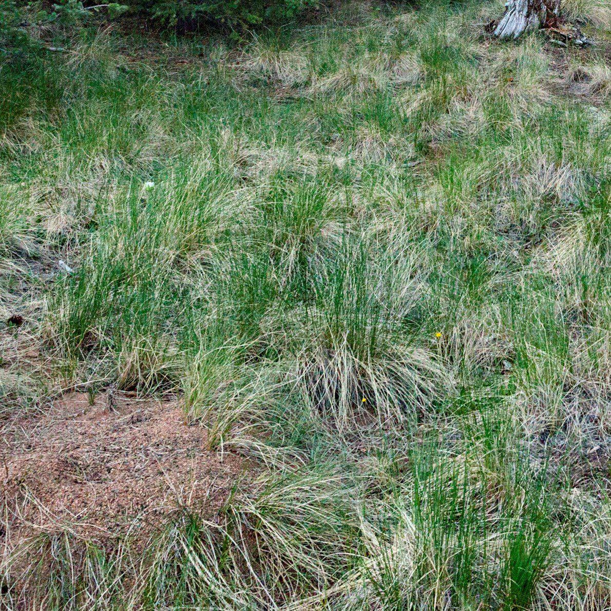 Carex stricta - Tussock Sedge