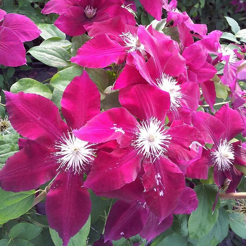 Clematis viticella - Rebecca™ Clematis