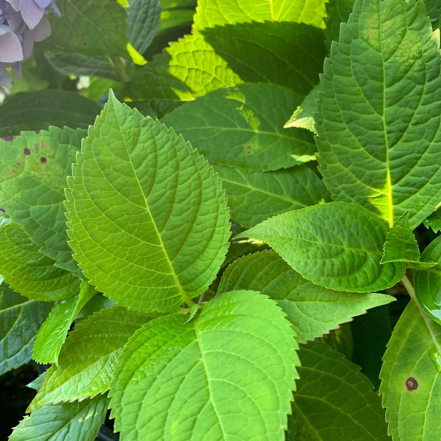 Hydrangea macrophylla 'Bailmer’ - Endless Summer® The Original Hydrangea