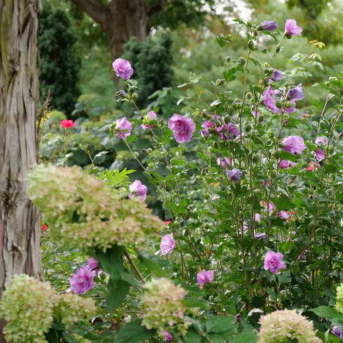 Hibiscus syriacus - Dark Lavender Chiffon® Rose of Sharon