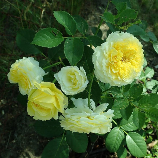 Rosa - The Pilgrim® Rose