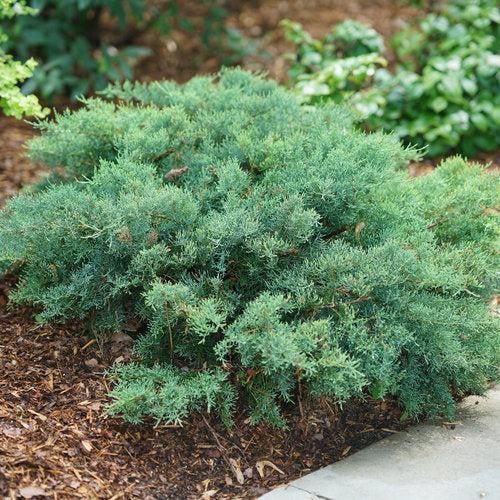 Juniperus chinensis - PW® Montana Moss® Juniper