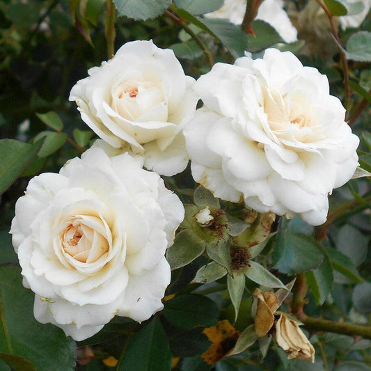 Rosa - White Dawn Rose