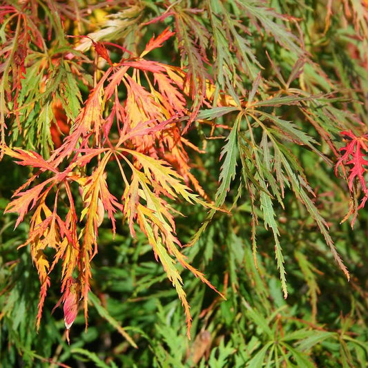 Acer palmatum var. dissectum - Waterfall Japanese Maple