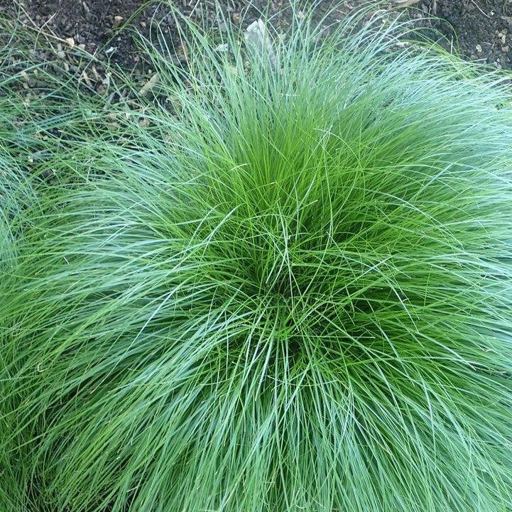 Carex rosea - Rosy Sedge