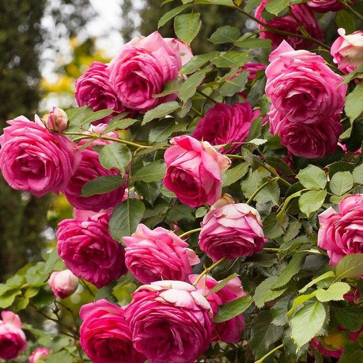 Rosa - Eden Climber® Pretty in Pink Rose