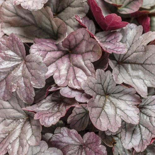 Heuchera - Dolce® Silver Gumdrop Heuchera