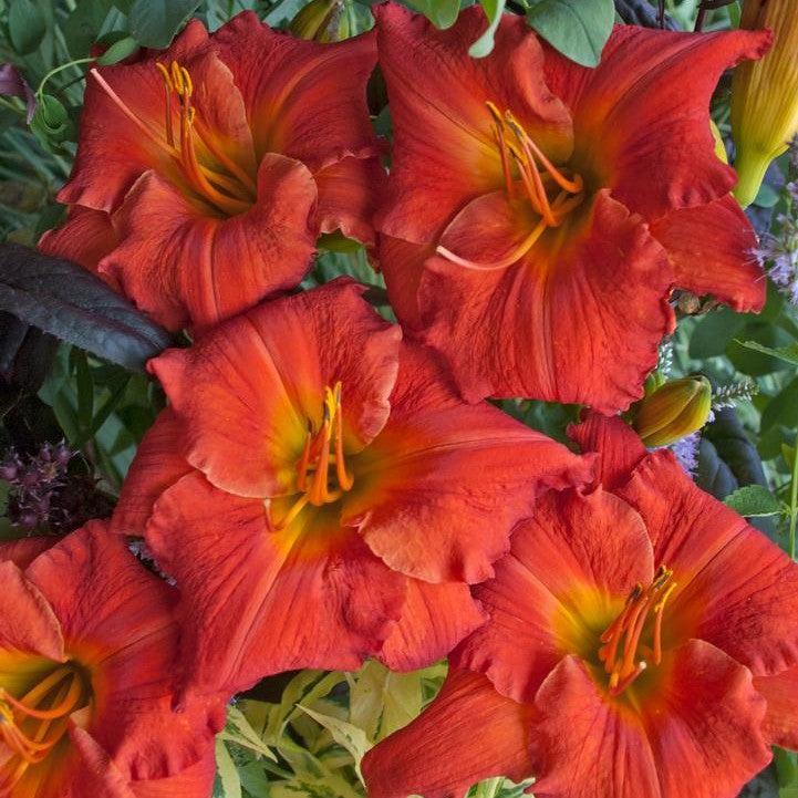 Hemerocallis - Desert Flame Daylily