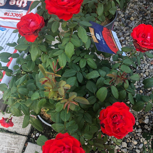 Rosa - True Bloom™ True Passion™ Rose