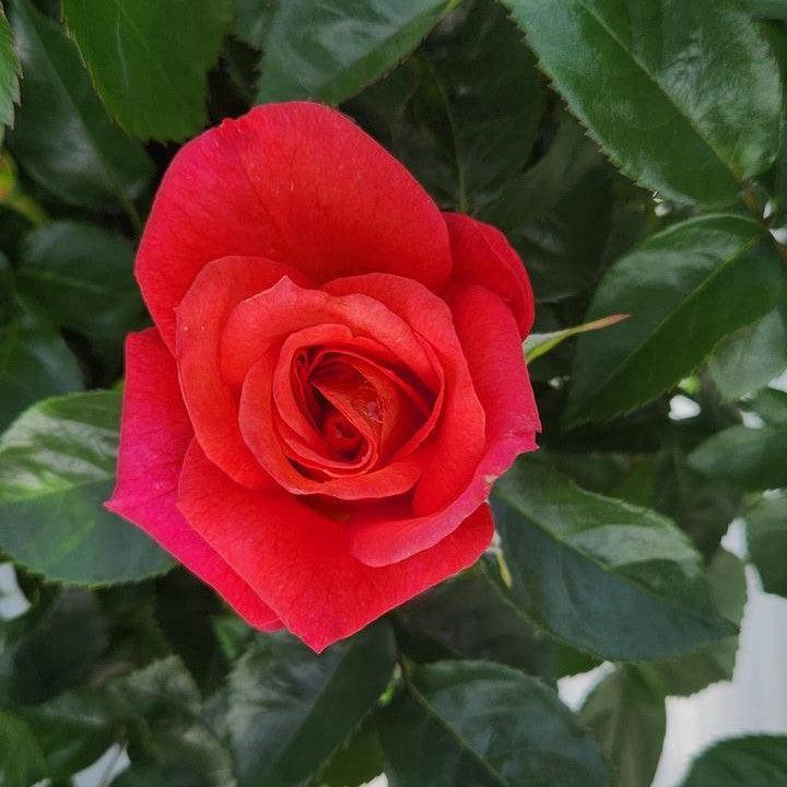 Rosa x - Rise Up® Emberays® Climbing Rose