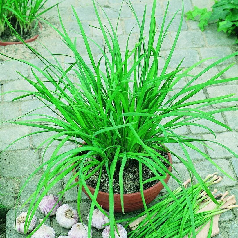 Allium tuberosum - Geisha Garlic Chives