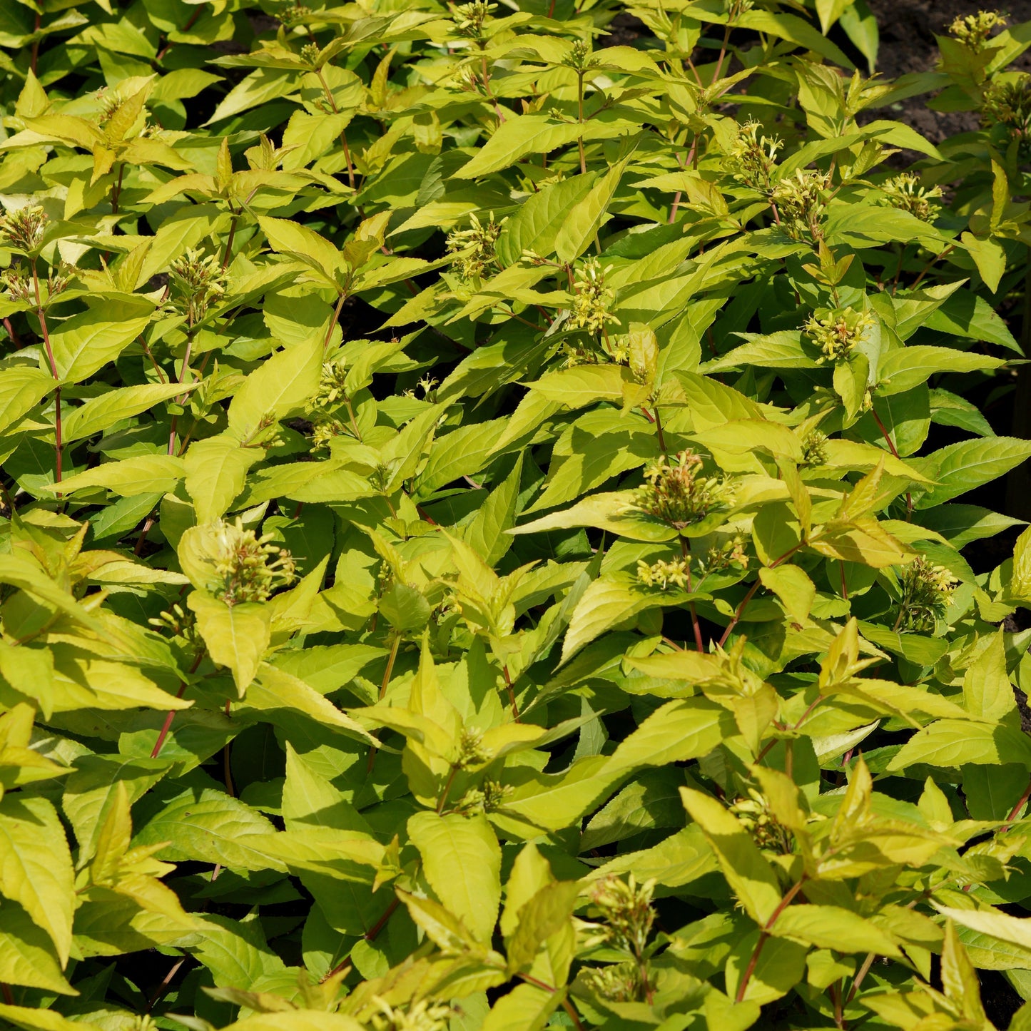 Diervilla rivularis - Honeybee Bush Honeysuckle