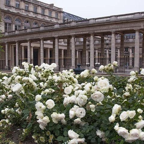 Rosa - Eden Climber® White Rose