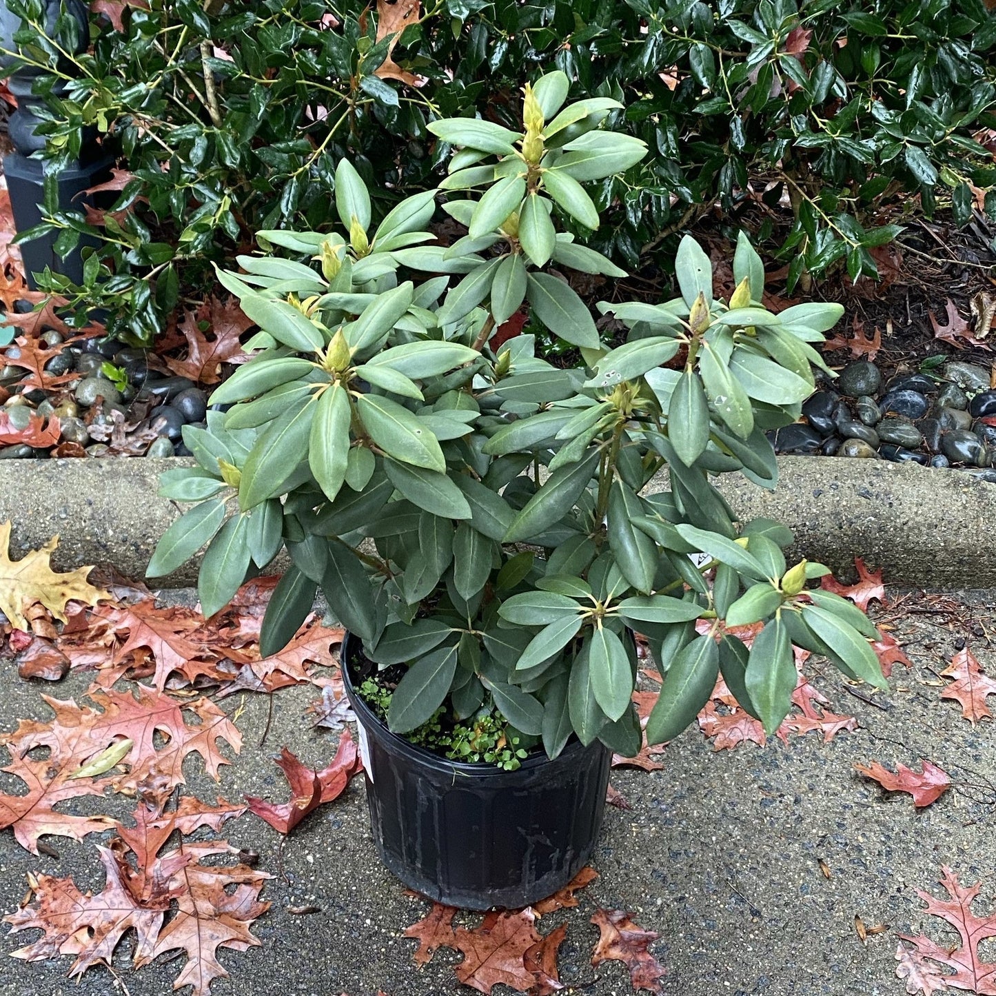 Rhododendron - English Roseum Rhododendron
