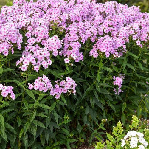 Phlox paniculata - Luminary® Opalescence Phlox