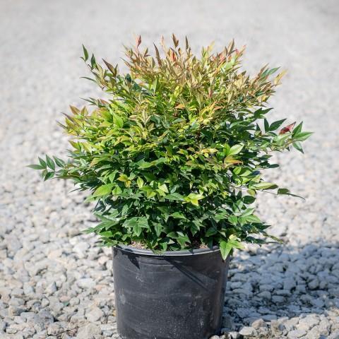 Nandina domestica - Gulf Stream Heavenly Bamboo