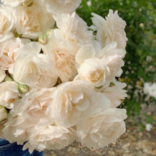 Rosa - Lichfield Angel Rose