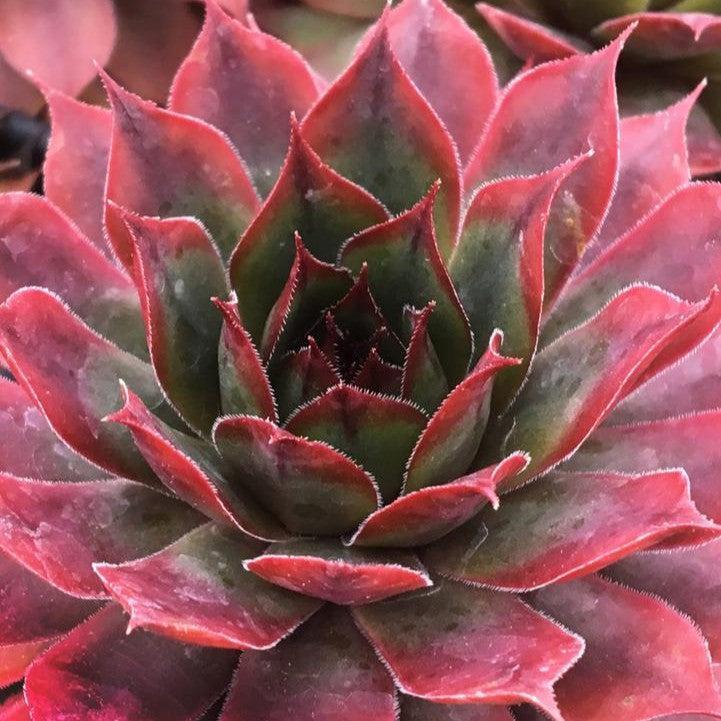 Sempervivum - Chick Charms® Autumn Apple Hens and Chicks