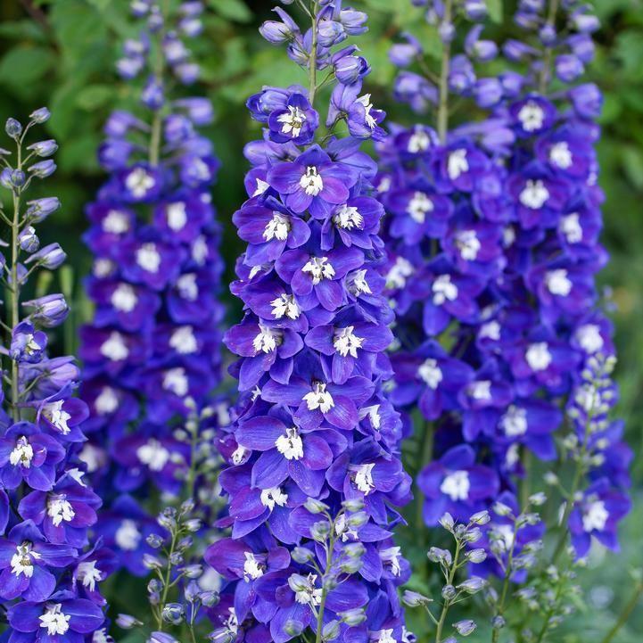 Delphinium x - Delgenius™ Blue Fabulosa Delphinium