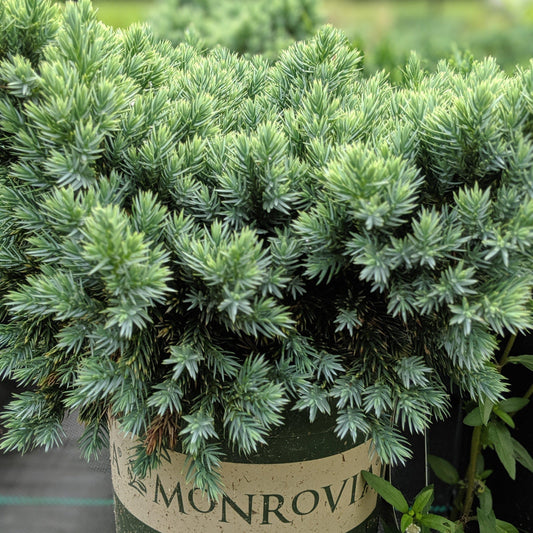 Juniperus squamata - Blue Star Juniper