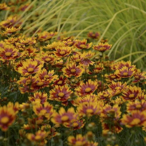Coreopsis x - Lil' Bang™ Daybreak Tickseed