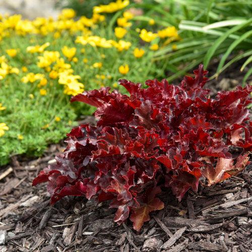 Heuchera - Dolce® Cherry Truffles Heuchera