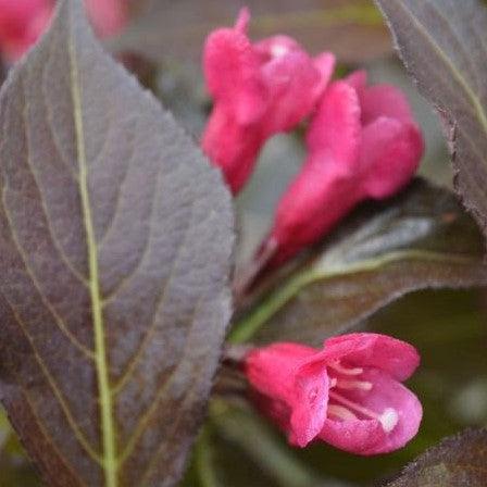 Weigela florida - Spilled Wine® Weigela