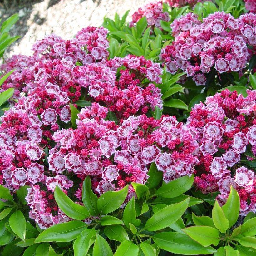 Kalmia latifolia - Yankee Doodle Mountain Laurel