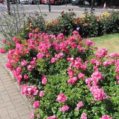 Rosa - Flower Carpet® Pink Supreme Rose