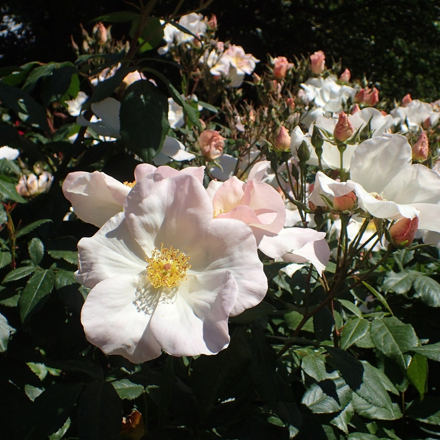 Rosa - Sally Holmes Climbing Rose