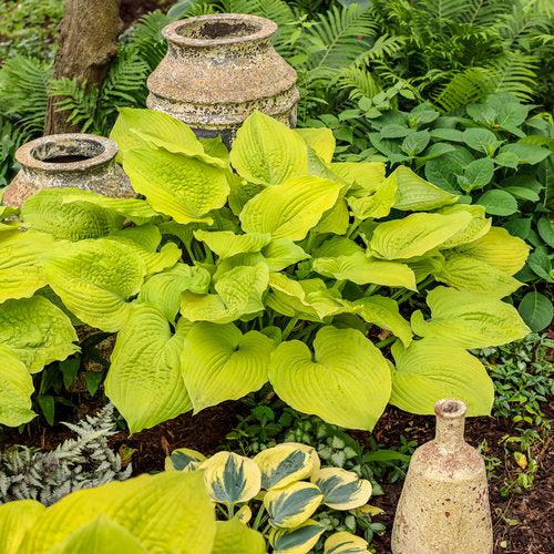 Hosta - PW® Shadowland® Coast To Coast Hosta