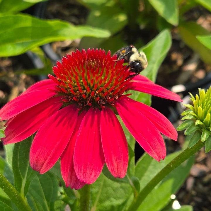 Echinacea purpurea - SunMagic® Vintage Lipstick Echinacea