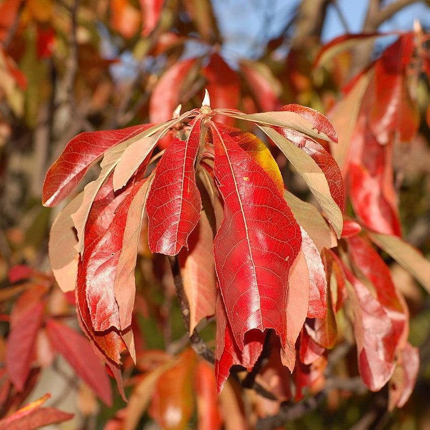 Franklinia alatamaha - Franklin Tree