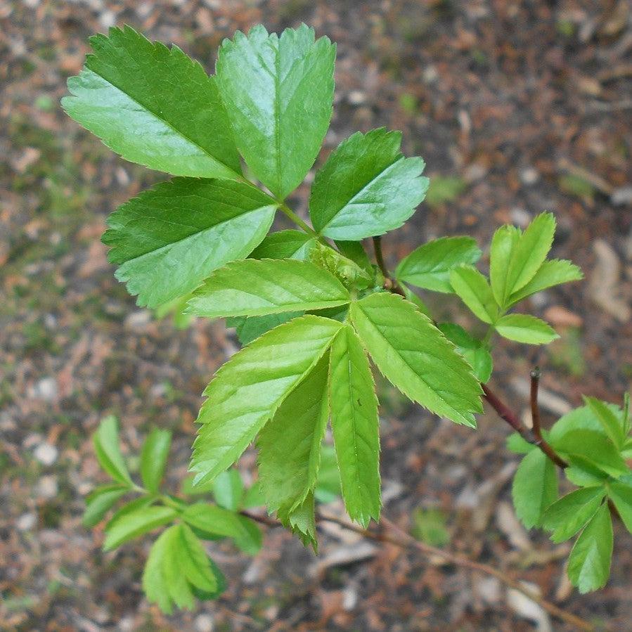 Rosa virginiana - Virginia Rose