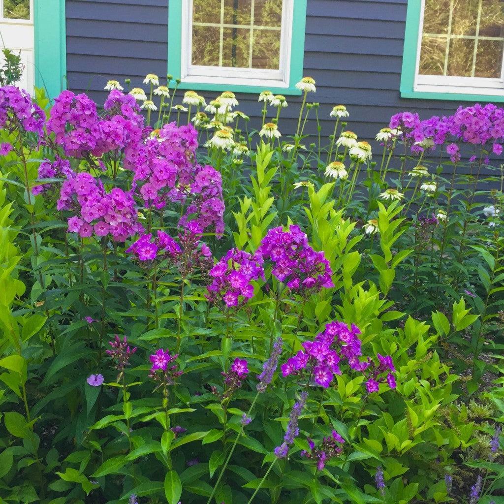 Phlox paniculata - First Editions® Grape Lollipop™ Phlox