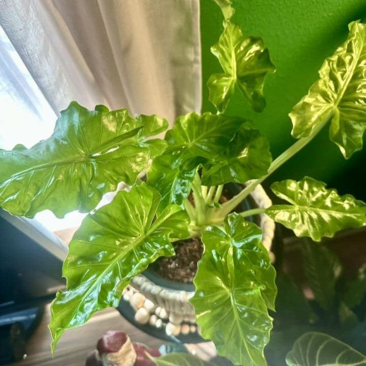 Alocasia - Low Rider Alocasia