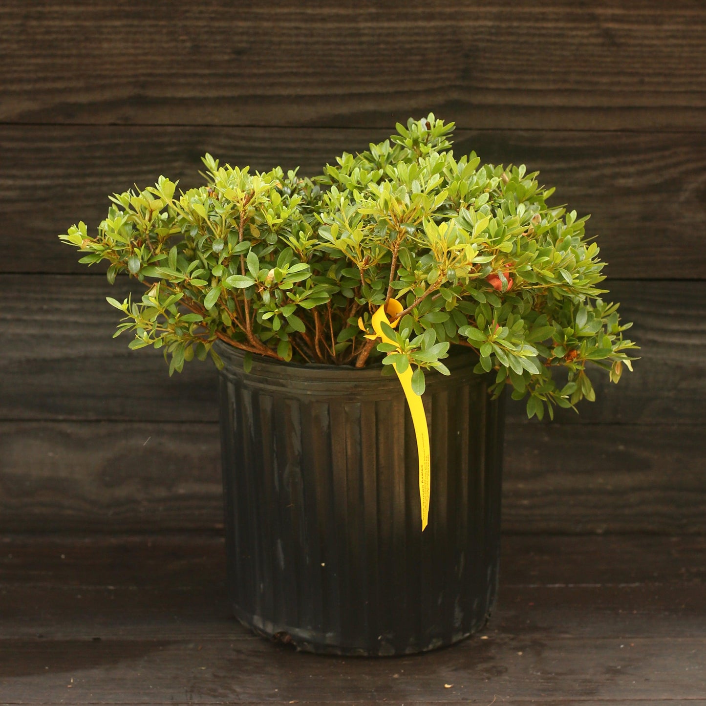 Azalea x - Gumpo Pink Azalea