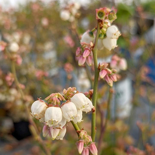 Vaccinium corymbosum - Polaris Blueberry
