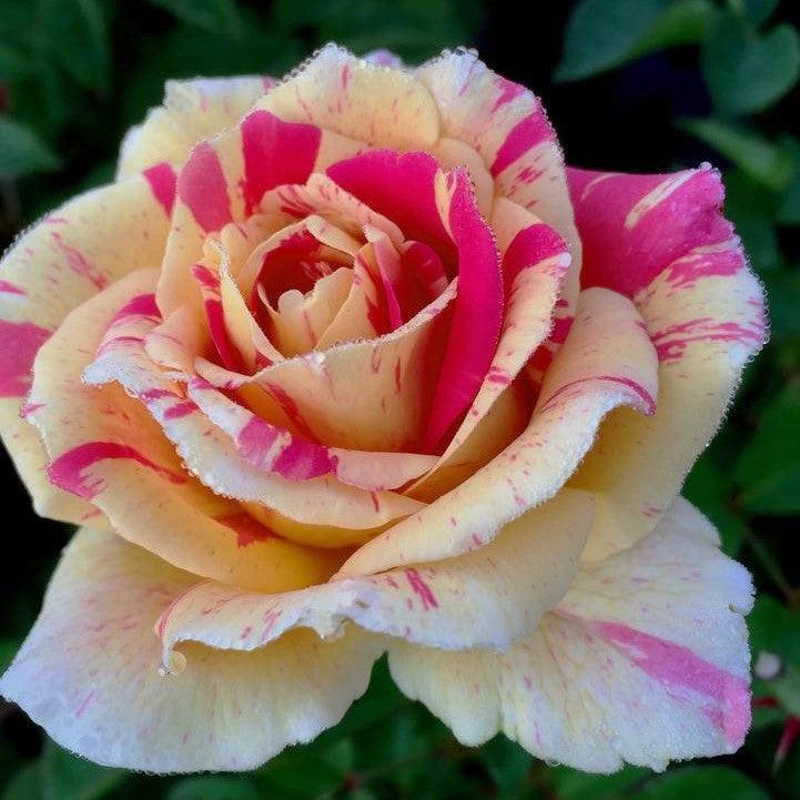 Rosa - True Bloom™ True Delight Rose