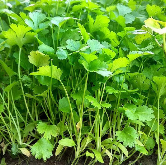 Coriandrum sativum - Cilantro, Coriander