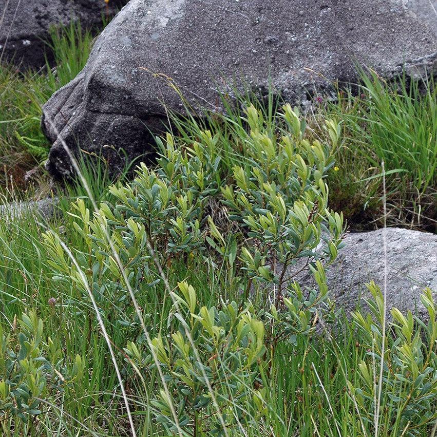 Myrica gale - Sweetgale