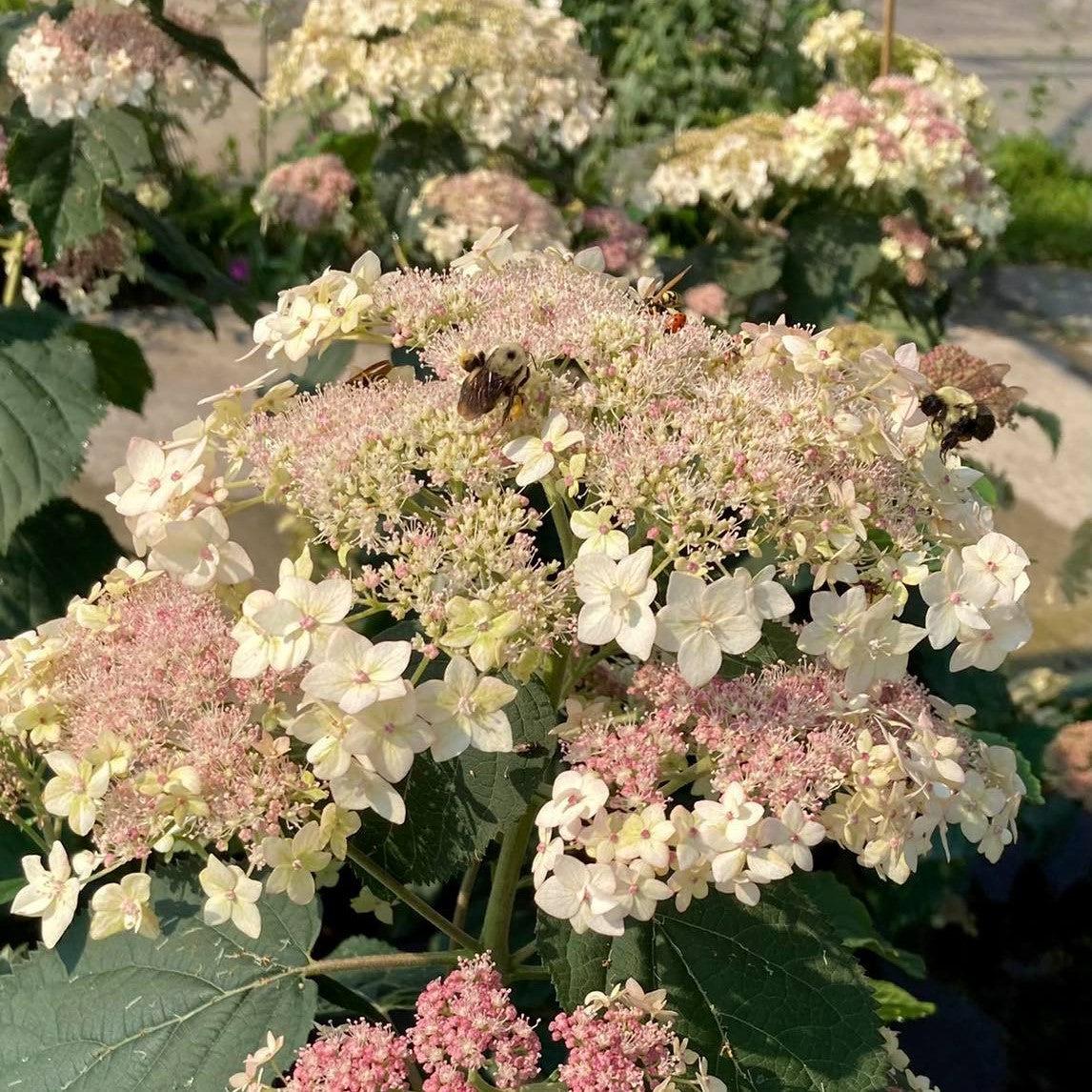 Hydrangea arborescens - Pinky Pollen Ring™ Hydrangea