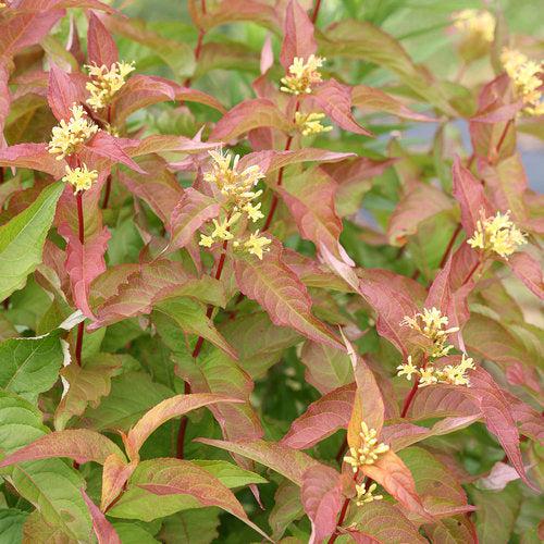 Diervilla - Kodiak® Orange Honeysuckle