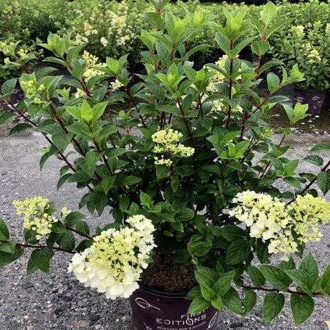 Hydrangea paniculata - First Editions® Strawberry Sundae® Hydrangea