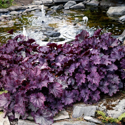Heuchera x - Northern Exposure™ Purple Heuchera