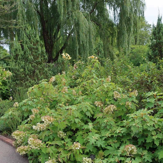 Hydrangea quercifolia - Alice Oakleaf Hydrangea