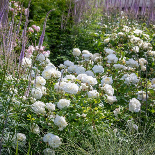 Rosa 'Ausnoble' - Tranquility® Rose