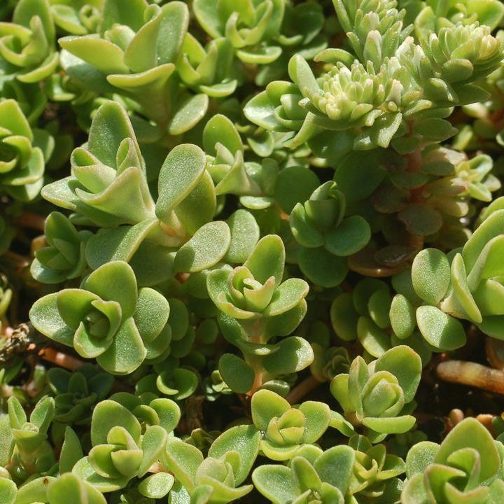 Sedum ternatum - Larinem Park Three-Leaved Stonecrop
