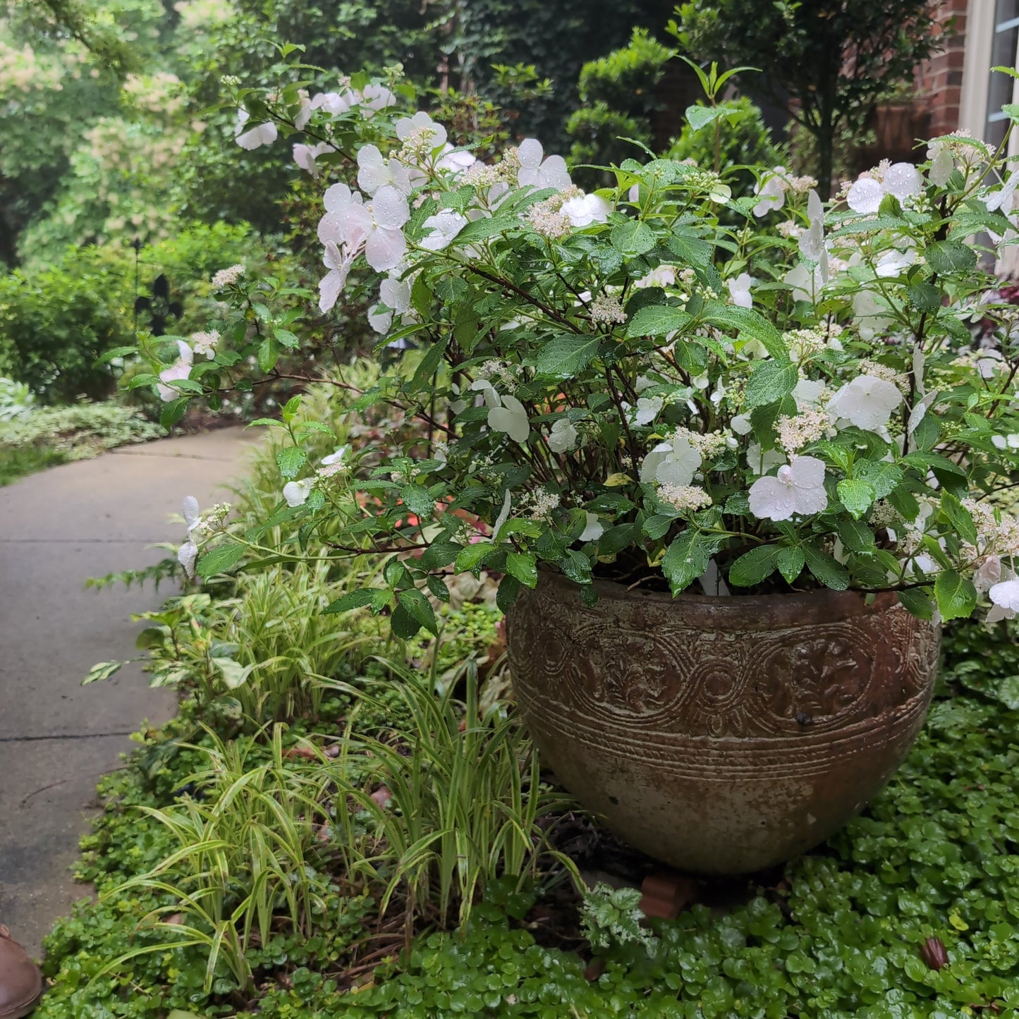 Hydrangea x - Fairytrail Bride® Cascade Hydrangea