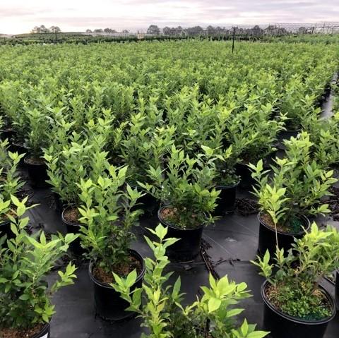 Ilex verticillata - Winter Red Winterberry